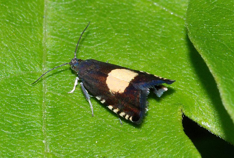 Primi Tortricidae